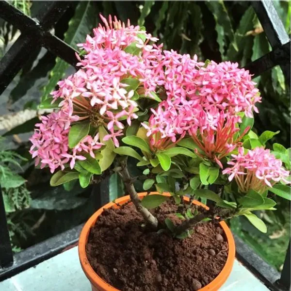 Ixora_Mini_Dwarf_Flower_Plant(Pink)_Live_Plant_For_Home_Garden