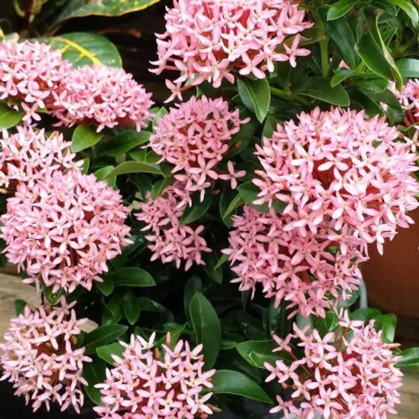 Ixora_Mini_Dwarf_Flower_Plant(Pink)_Live_Plant_For_Home_Garden