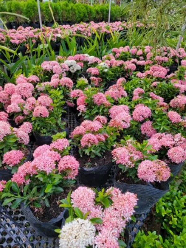 Ixora_Mini_Dwarf_Flower_Plant(Pink)_Live_Plant_For_Home_Garden