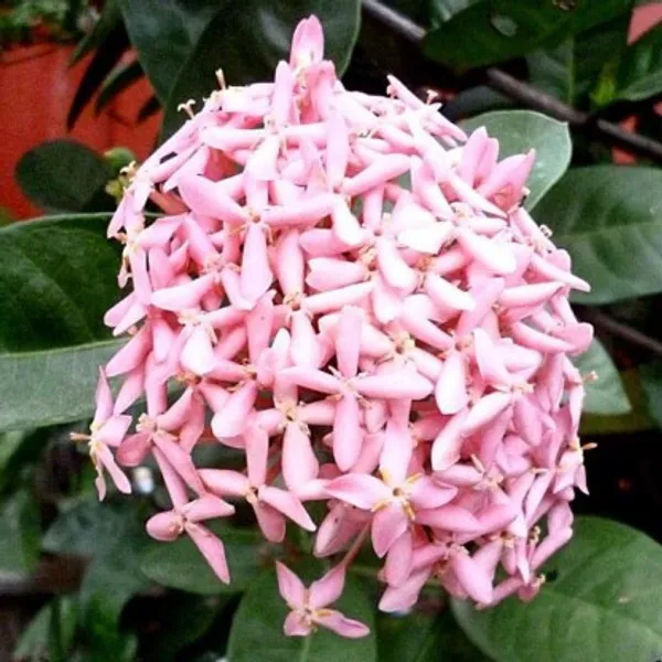 Ixora_Mini_Dwarf_Flower_Plant(Pink)_Live_Plant_For_Home_Garden