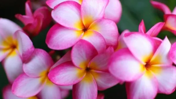 Plumeria_Flower_Plant_Live_Plant_For_Home_Garden