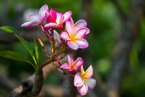 Plumeria_Flower_Plant_Live_Plant_For_Home_Garden
