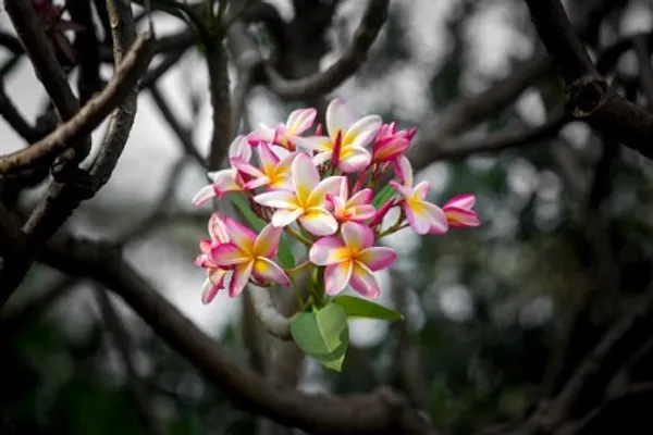 Plumeria_Flower_Plant_Live_Plant_For_Home_Garden