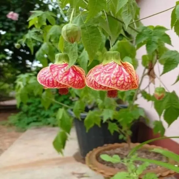 Lantern_Hibiscus_Flower_Plant_For_Home_Garden