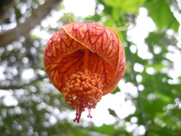 Lantern_Hibiscus_Flower_Plant_For_Home_Garden
