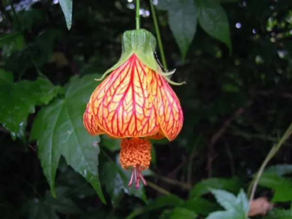 Lantern_Hibiscus_Flower_Plant_For_Home_Garden