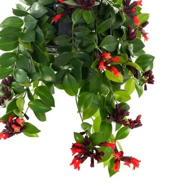 Lipstick_Plant_For_Home_Garden