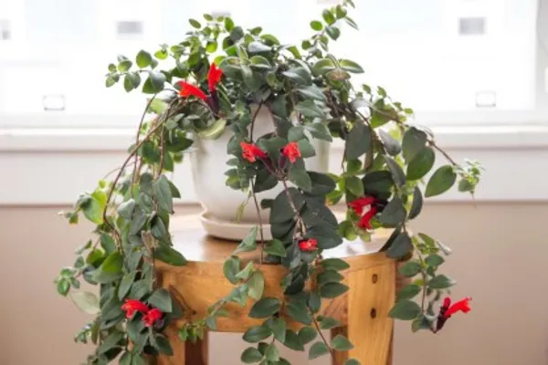 Lipstick_Plant_For_Home_Garden