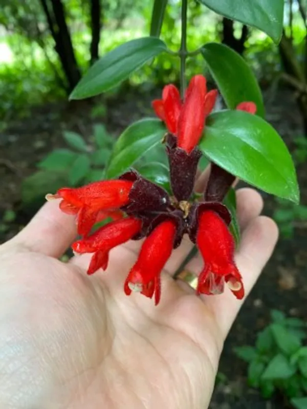 Lipstick_Plant_For_Home_Garden