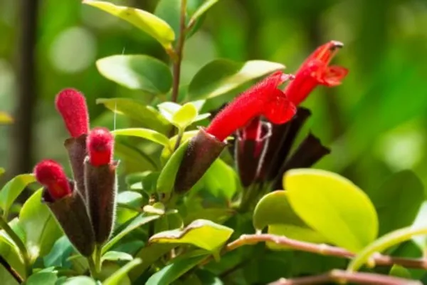 Lipstick_Plant_For_Home_Garden