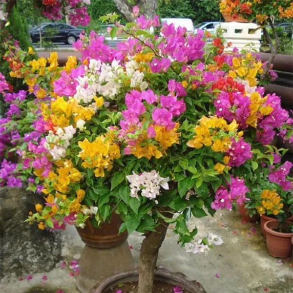 Multi_Grafted_Bougainvillea_Flower_Plant_For_Home_Garden