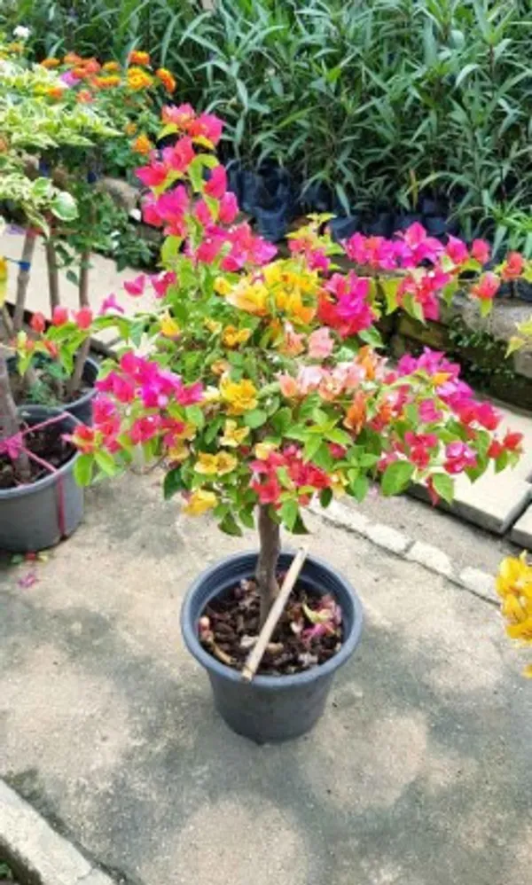 Multi_Grafted_Bougainvillea_Flower_Plant_For_Home_Garden
