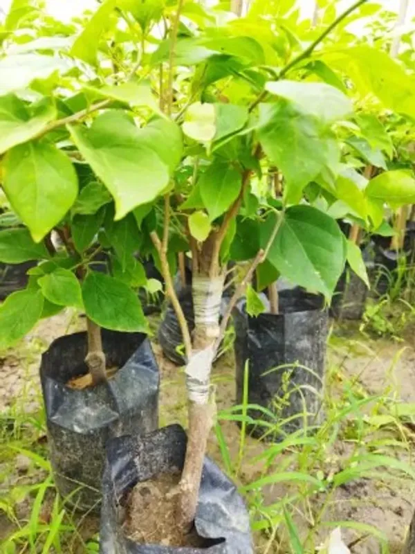 Multi_Grafted_Bougainvillea_Flower_Plant_For_Home_Garden