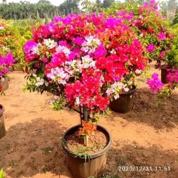 Multi_Grafted_Bougainvillea_Flower_Plant_For_Home_Garden