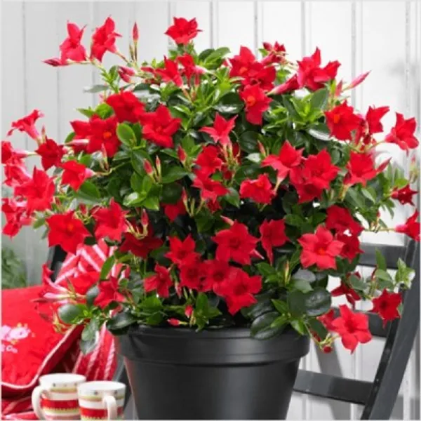 Mandevilla_Flower_Plant_Plant_For_Home_Garden