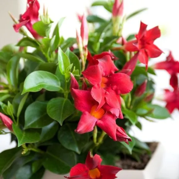 Mandevilla_Flower_Plant_Plant_For_Home_Garden