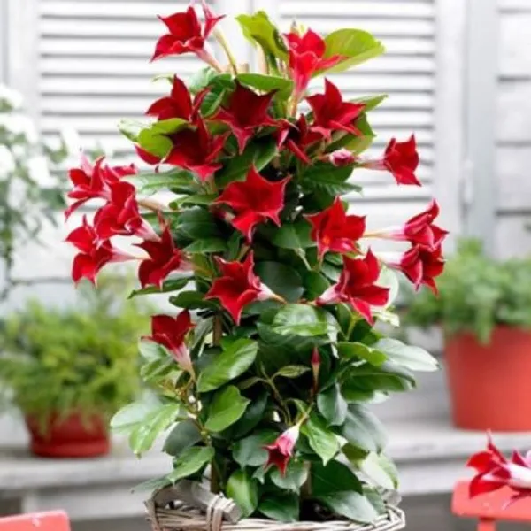 Mandevilla_Flower_Plant_Plant_For_Home_Garden