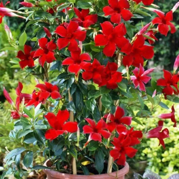 Mandevilla_Flower_Plant_Plant_For_Home_Garden