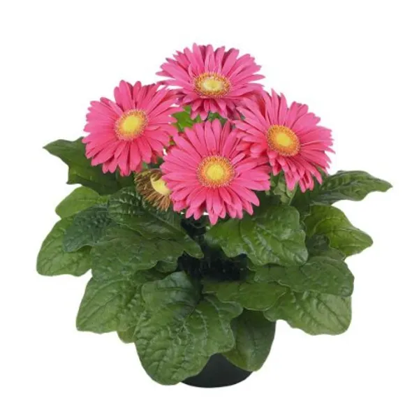 Maxi_Hot_Gerbera_Flower_Plant(Pink)_Live_Plant_For_Home_Garden