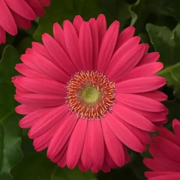 Maxi_Hot_Gerbera_Flower_Plant(Pink)_Live_Plant_For_Home_Garden