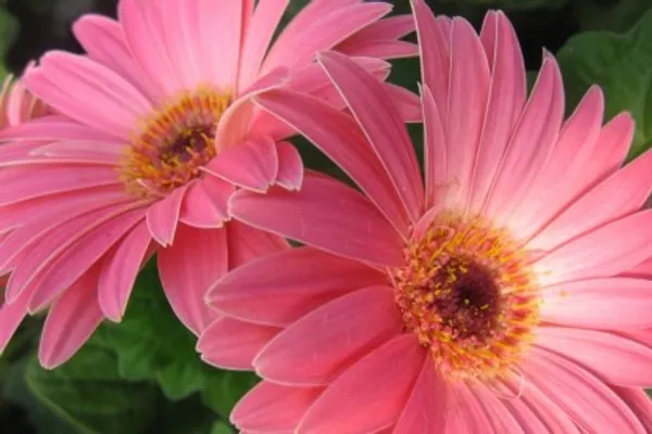 Maxi_Hot_Gerbera_Flower_Plant(Pink)_Live_Plant_For_Home_Garden