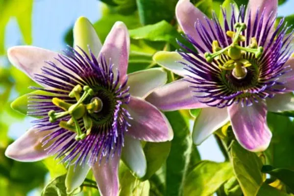 Passion_Flower_Plant_Live_Plant_For_Home_Garden
