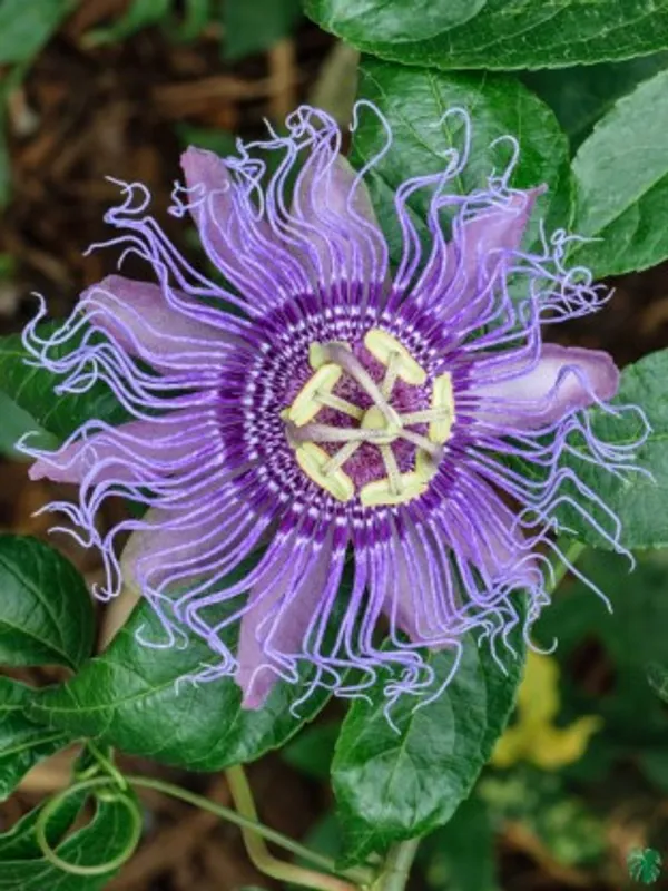 Passion_Flower_Plant_Live_Plant_For_Home_Garden