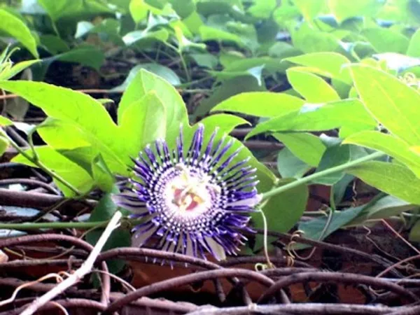 Passion_Flower_Plant_Live_Plant_For_Home_Garden