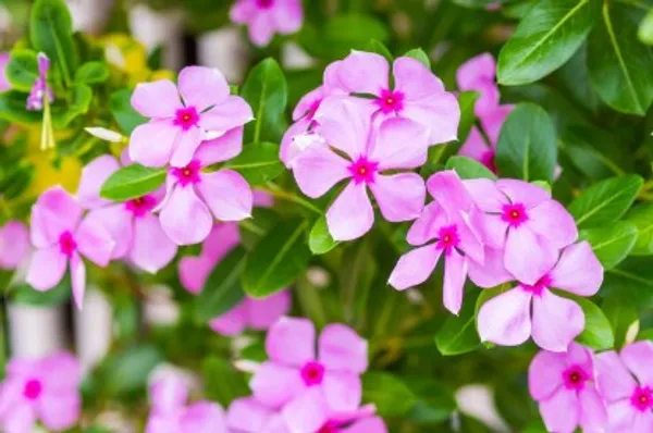 Periwinkle_Flower_Plant_Live_Plant_For_Home_Garden