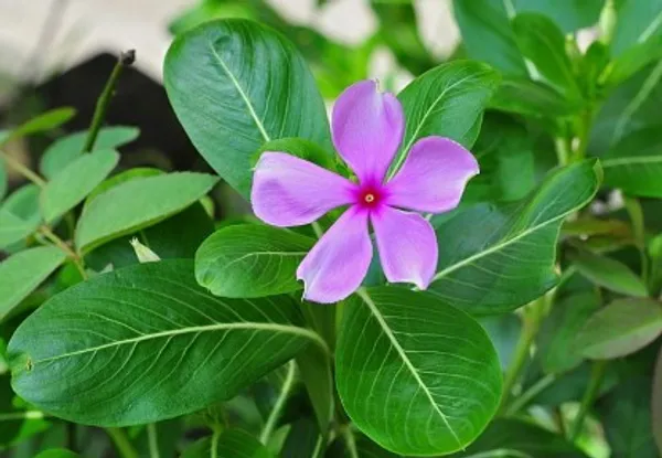 Periwinkle_Flower_Plant_Live_Plant_For_Home_Garden