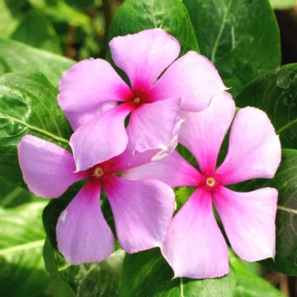 Periwinkle_Flower_Plant_Live_Plant_For_Home_Garden