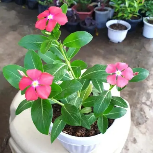 Periwinkle_Flower_Plant_Live_Plant_For_Home_Garden