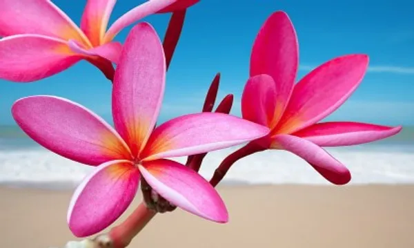 Plumeria_Flower_Plant(Pink)_Live_Plant_For_Home_Garden