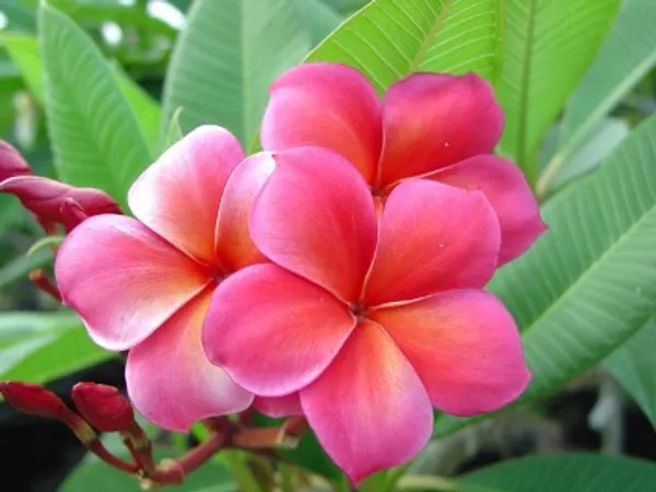 Plumeria_Flower_Plant(Pink)_Live_Plant_For_Home_Garden