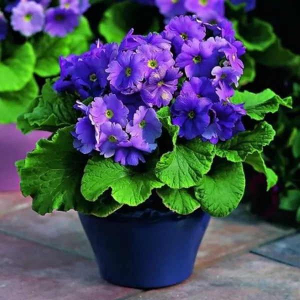 Primula_Obconica_Flower_Plant_(Violet)_Plant_For_Home_Garden