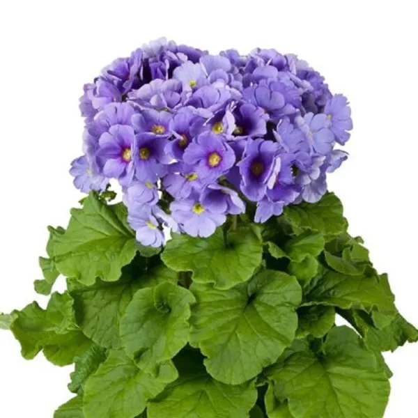 Primula_Obconica_Flower_Plant_(Violet)_Plant_For_Home_Garden