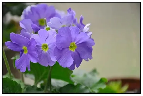 Primula_Obconica_Flower_Plant_(Violet)_Plant_For_Home_Garden