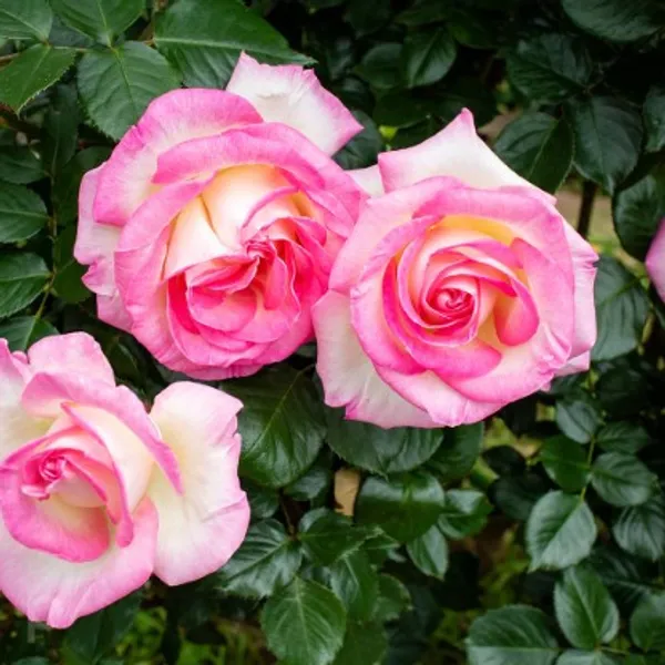 Princess_De_Monaco_Rose_Flower_Plant_Live_Plant_For_Home_Garden