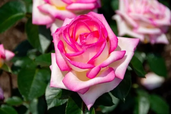 Princess_De_Monaco_Rose_Flower_Plant_Live_Plant_For_Home_Garden