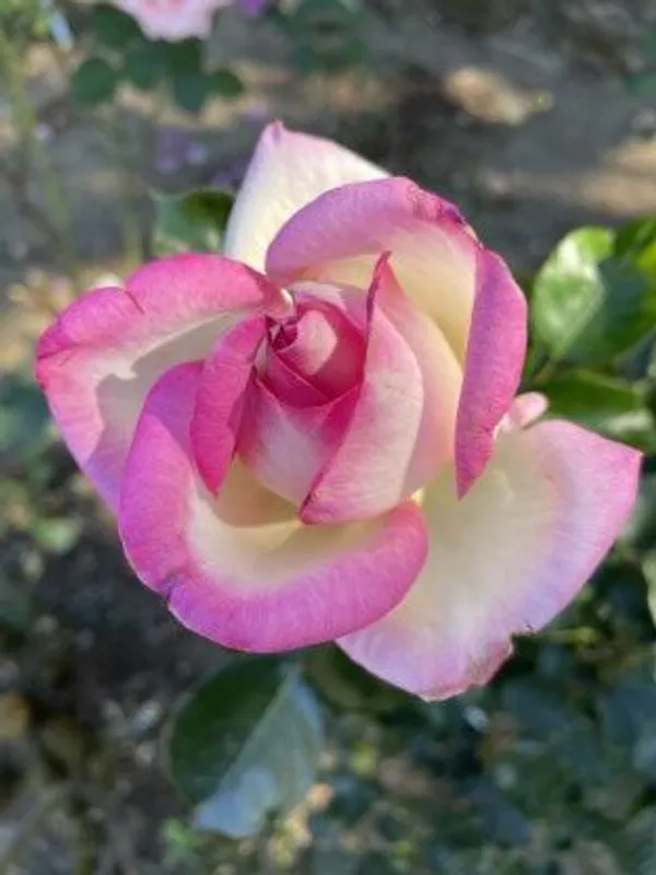 Princess_De_Monaco_Rose_Flower_Plant_Live_Plant_For_Home_Garden
