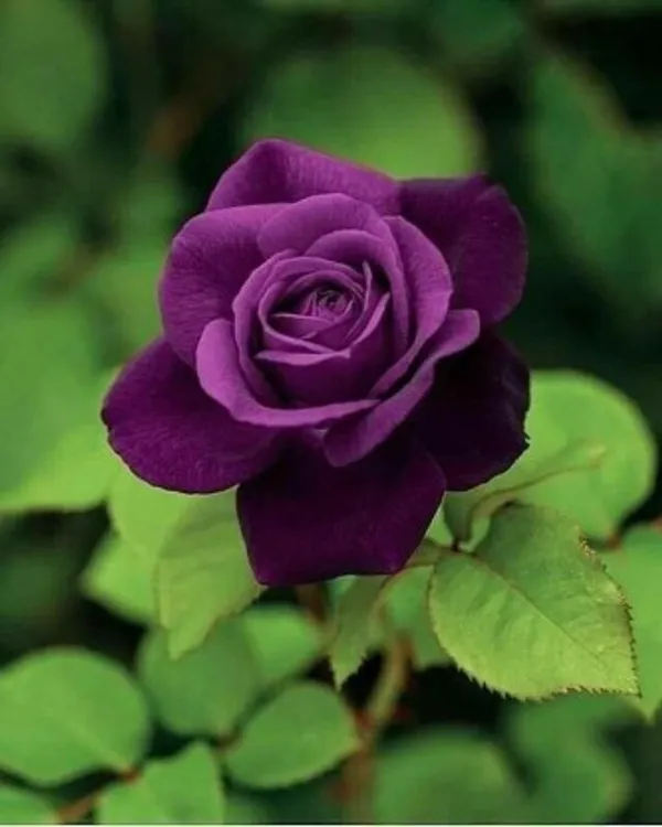 Rose_Plant(Purple)_Live_Plant_For_Home_Garden
