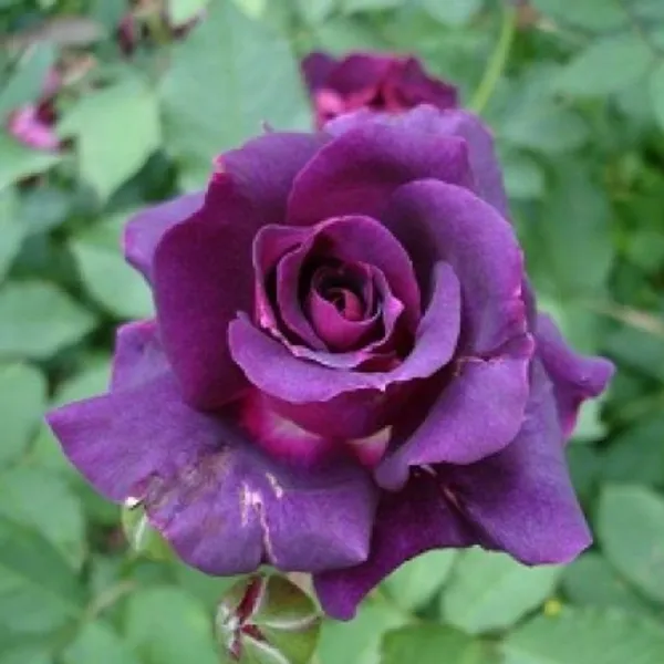 Rose_Plant(Purple)_Live_Plant_For_Home_Garden