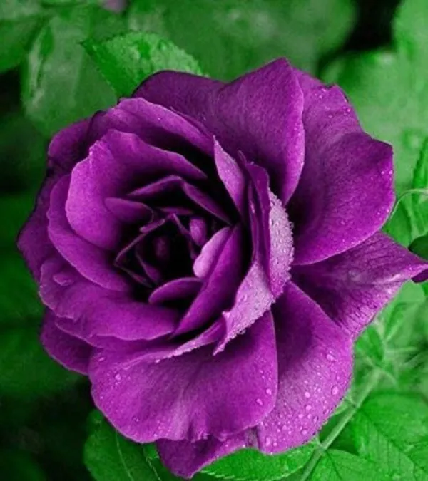 Rose_Plant(Purple)_Live_Plant_For_Home_Garden
