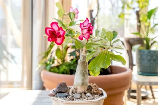 Grafted_Adenium_Flower_Plant_For_Home_Garden