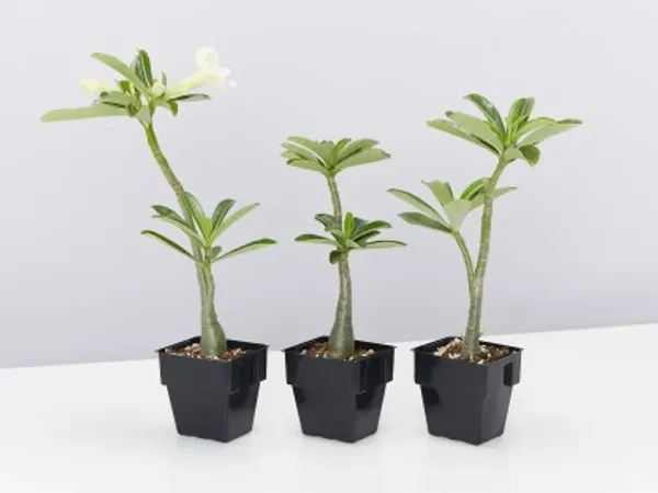 Grafted_Adenium_Flower_Plant_Live_Plant_For_Home_Garden