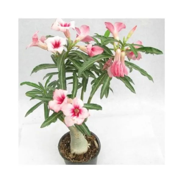Grafted_Adenium_Flower_Plant_Live_Plant_For_Home_Garden