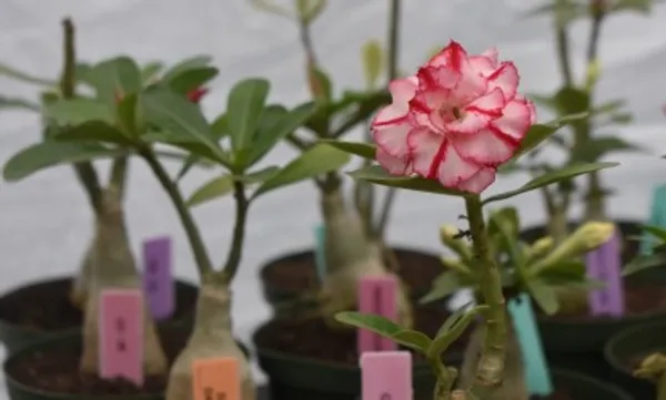 Grafted_Adenium_Flower_Plant_Live_Plant_For_Home_Garden