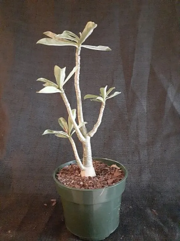 Grafted_Adenium_Flower_Plant_Live_Plant_For_Home_Garden