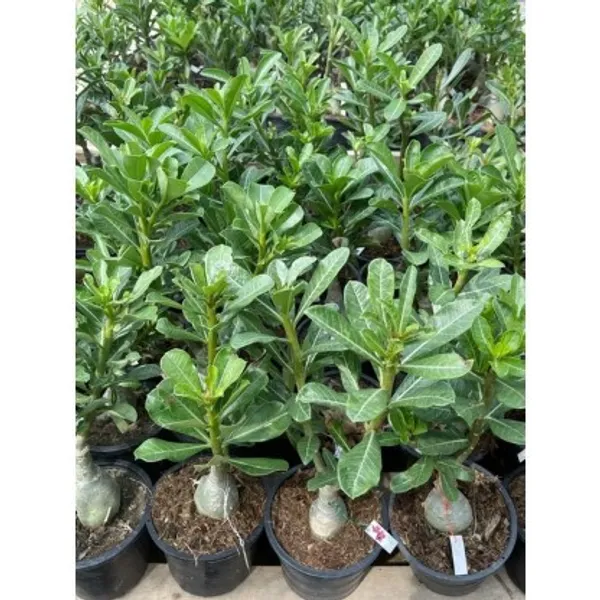 Adenium_Flower_Plant(Grafted)_For_Home_Garden