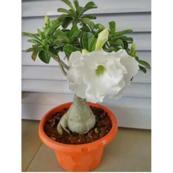 Adenium_Flower_Plant(Grafted)_Live_Plant_For_Home_Garden